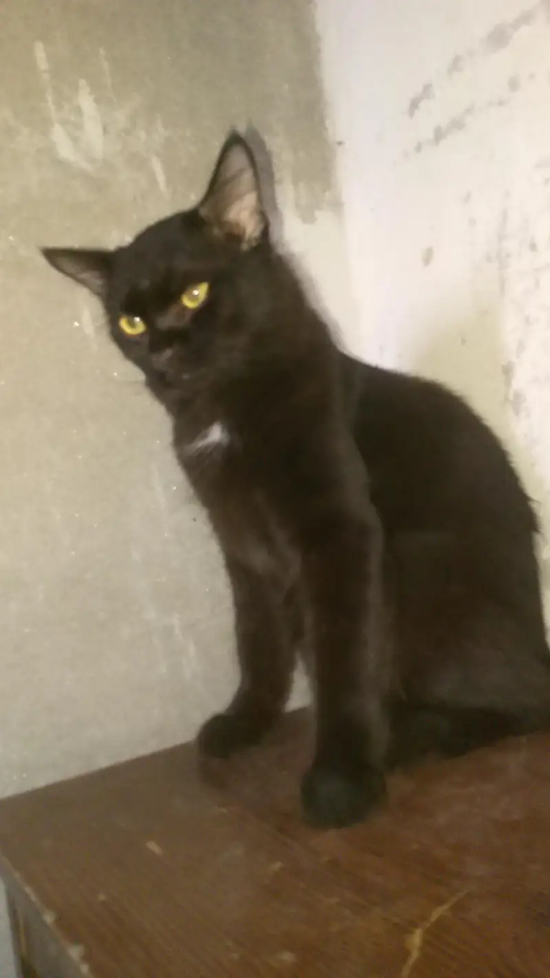 persian cats — photo 4