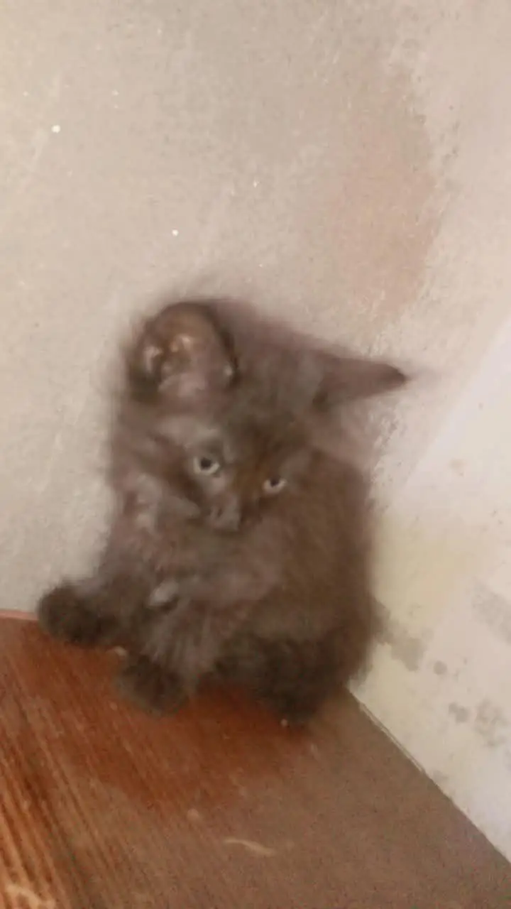 persian cats — photo 5
