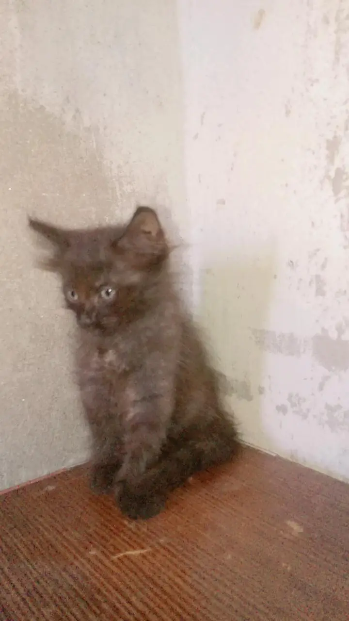 persian cats — photo 6