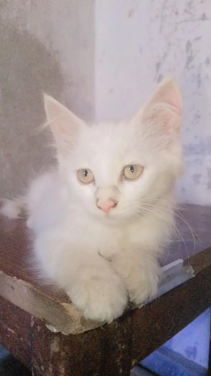 persian cats — photo 7