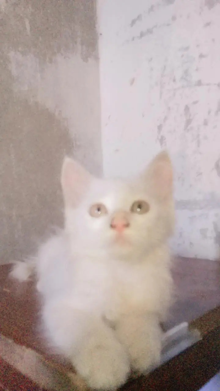 persian cats — photo 8
