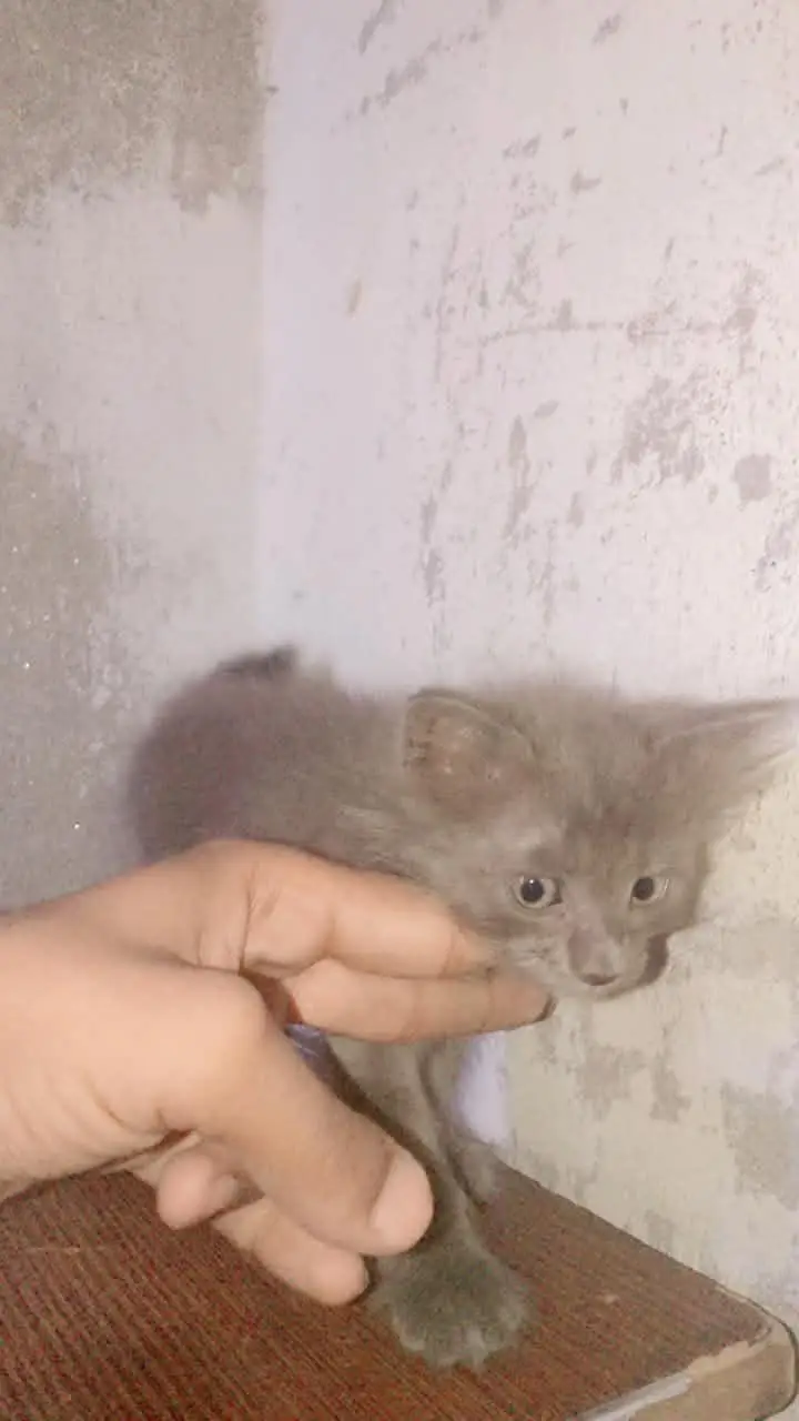 persian cats — photo 9