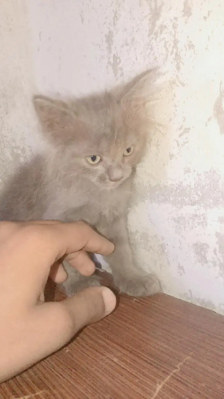 persian cats — photo 10