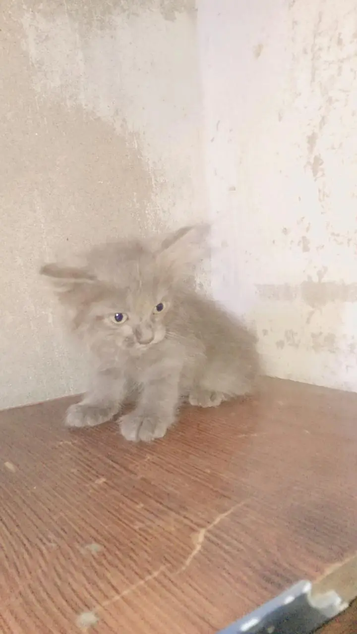 persian cats — photo 11