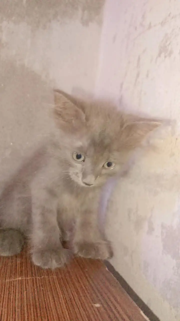 persian cats — photo 12