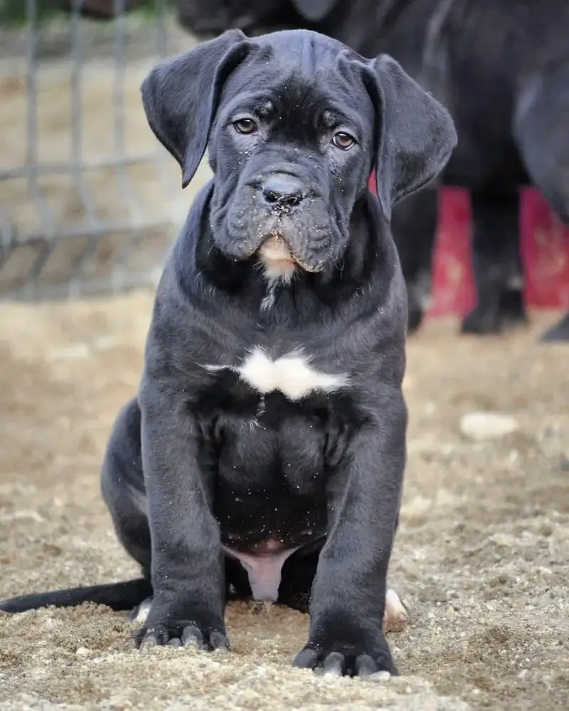 Imported Cane Corso Puppies Available For Sale — photo 2