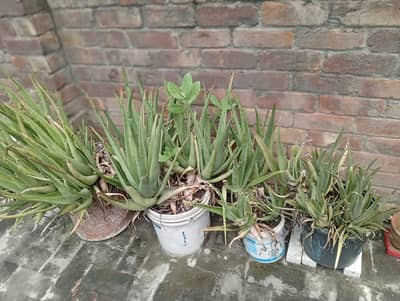 Plants for sale