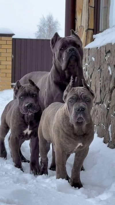 Imported Cane Corso Puppies Available For Sale