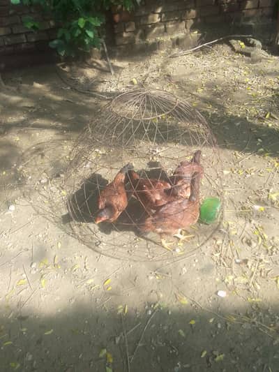اصیل لاکھی براے فروخت
