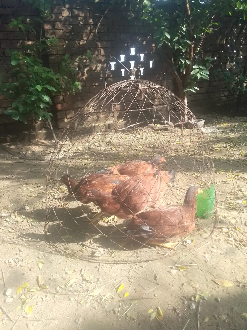 اصیل لاکھی  مرغیاں — photo 2