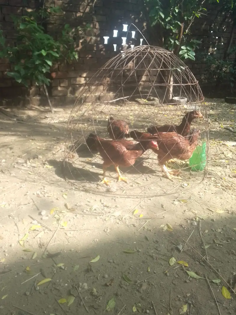 اصیل لاکھی  مرغیاں — photo 3