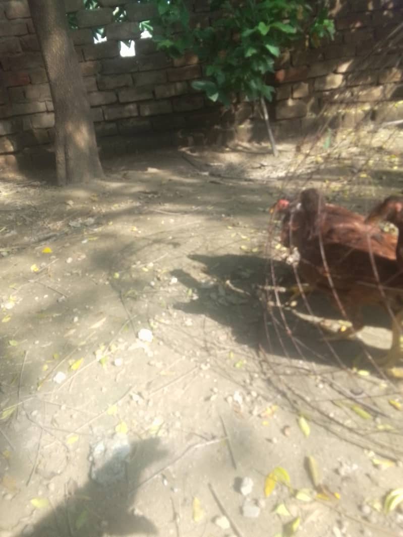 اصیل لاکھی  مرغیاں 3