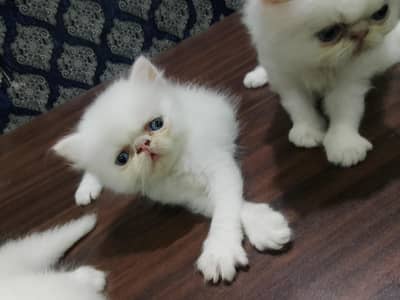 4 piki face cat's mashallah on point features healthy cute 03316201707