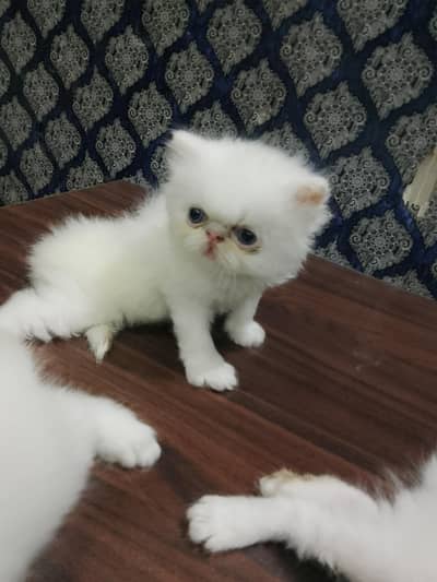 4 piki face cat's mashallah on point features healthy cute 03316201707