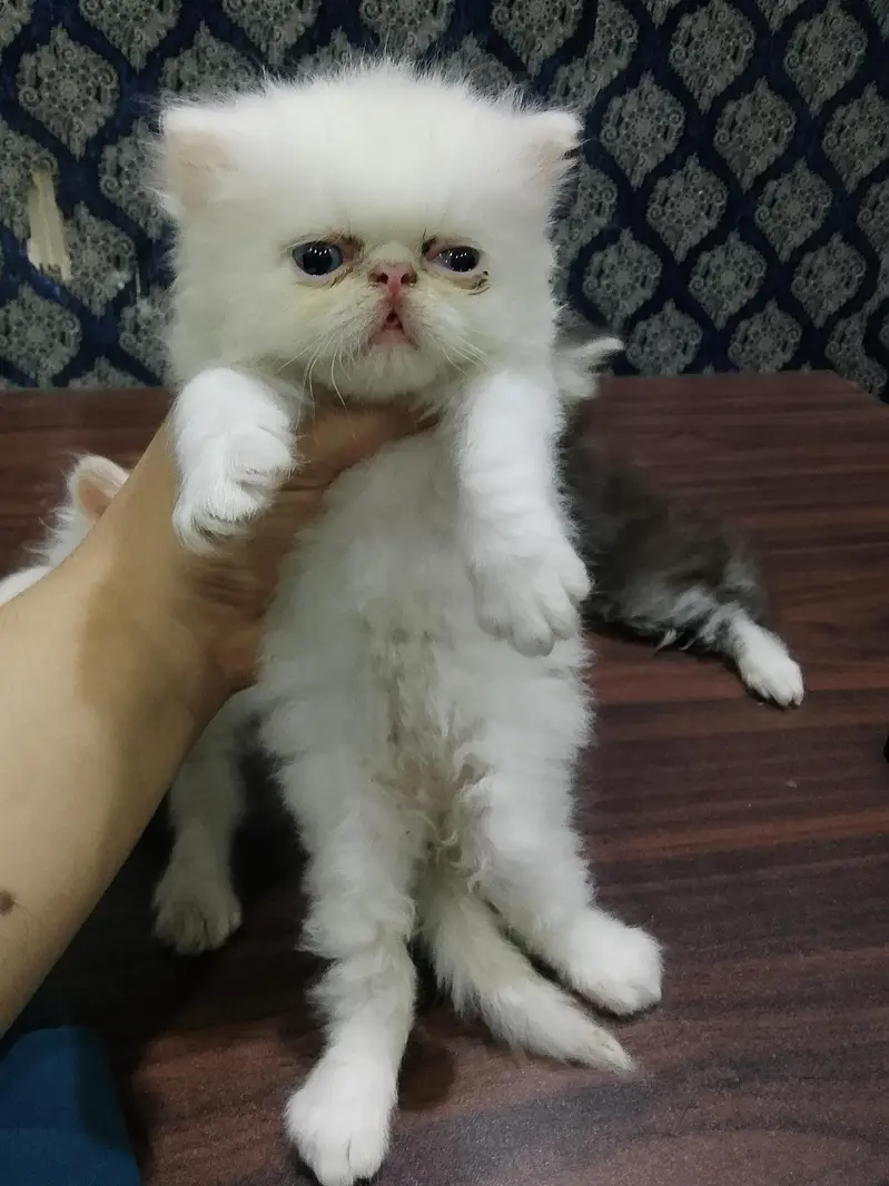 4 piki face cat's mashallah on point features healthy cute 03316201707 — photo 2
