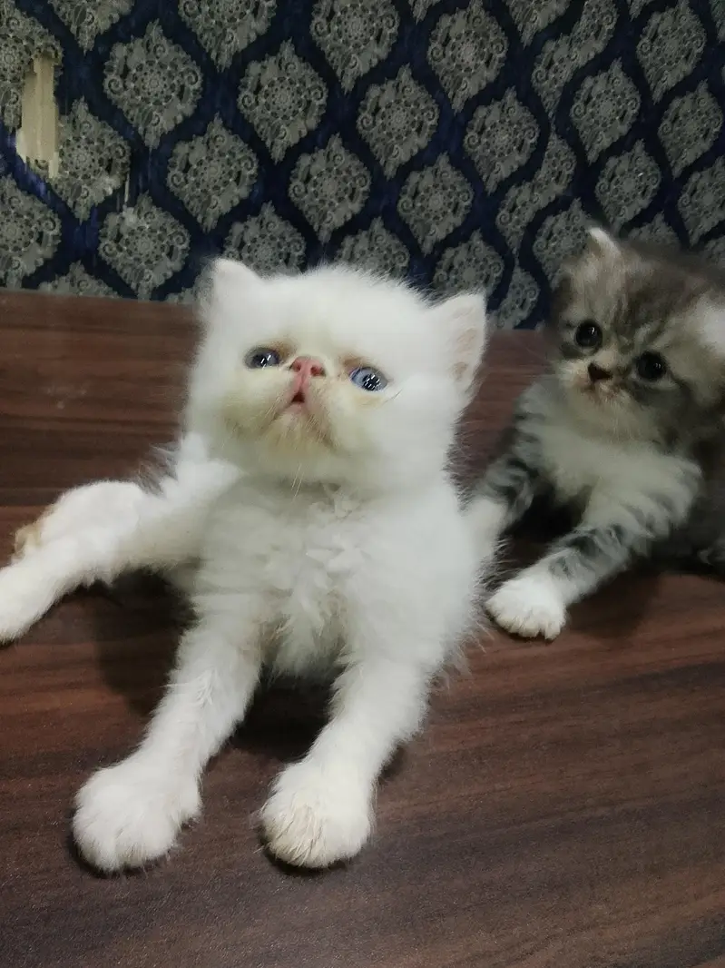 4 piki face cat's mashallah on point features healthy cute 03316201707 — photo 3