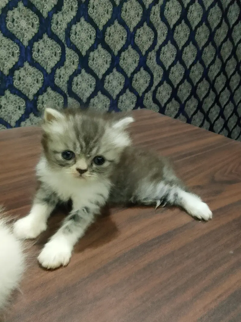 4 piki face cat's mashallah on point features healthy cute 03316201707 — photo 4