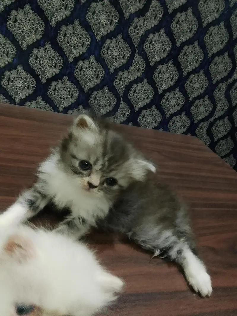 4 piki face cat's mashallah on point features healthy cute 03316201707 — photo 5