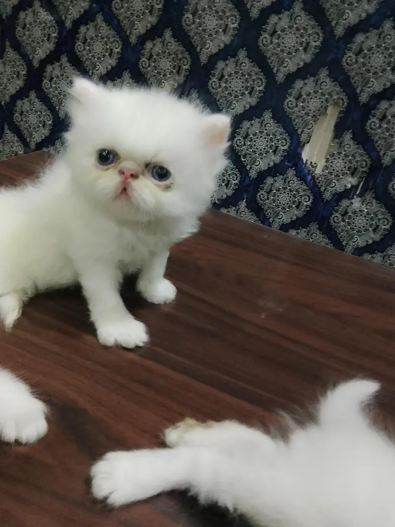 4 piki face cat's mashallah on point features healthy cute 03316201707 — photo 6