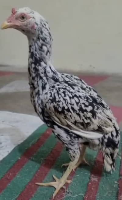 High quality lasani me sy bani hoi cheeni