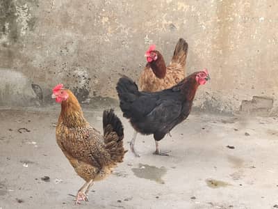 Egg laying chicken