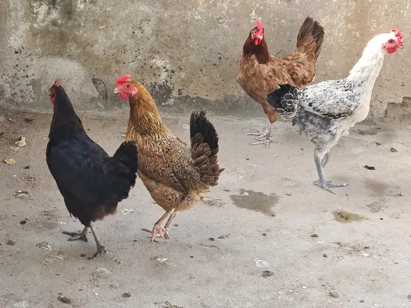 Egg laying chicken — photo 2
