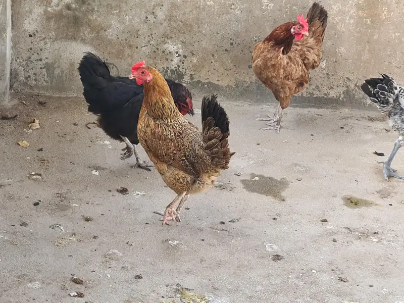 Egg laying chicken — photo 3