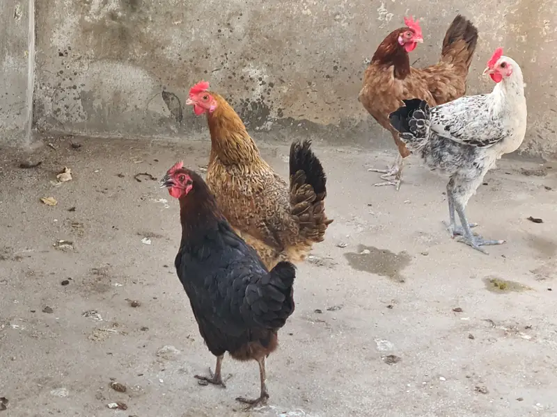 Egg laying chicken — photo 4