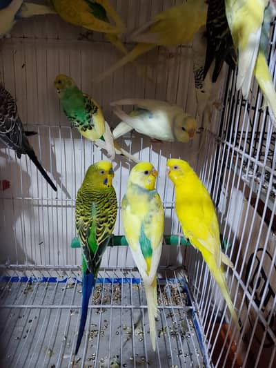 Budgies under size