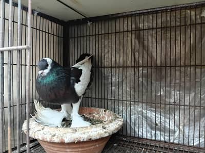 blue magpie male