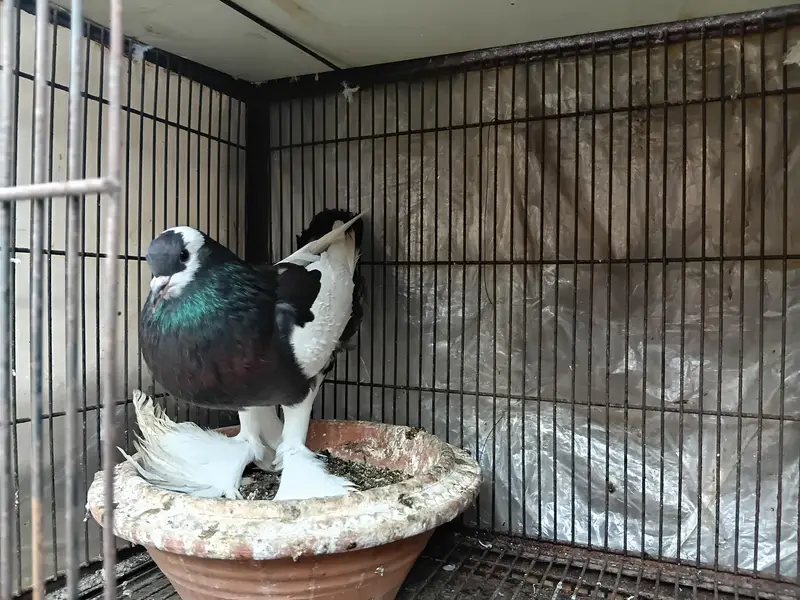 blue magpie male
