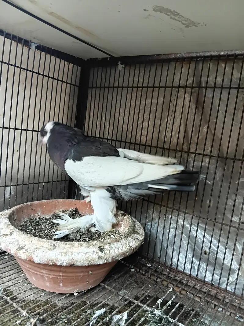blue magpie male — photo 2