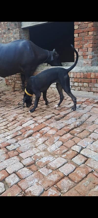 PURE Bully bigh size 30inch abi age 6 months ha