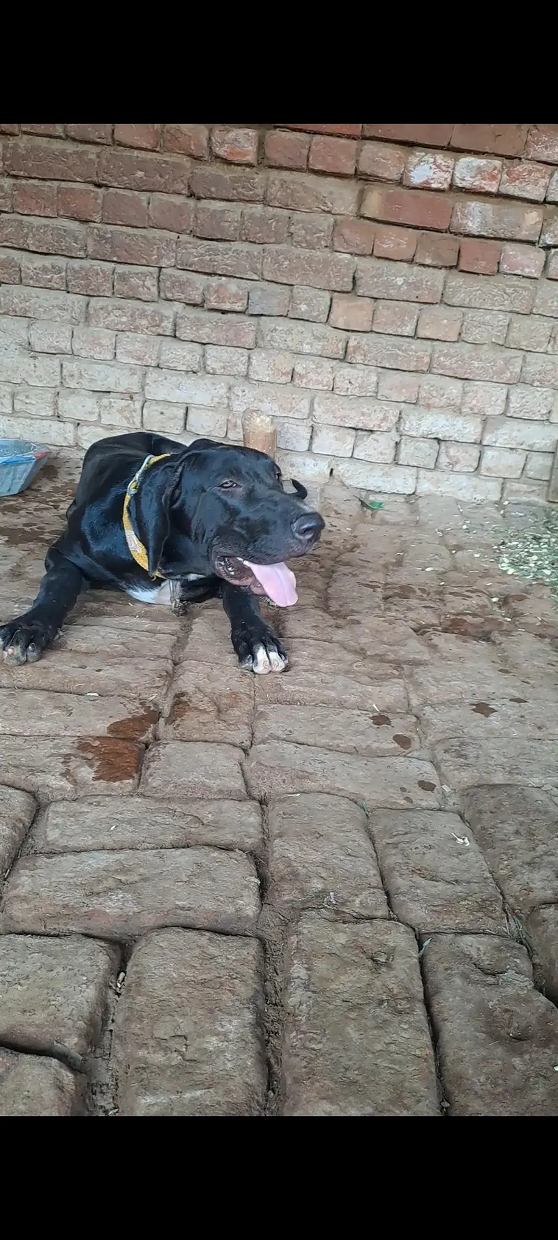 PURE Bully bigh size 30inch abi age 6 months ha — photo 2