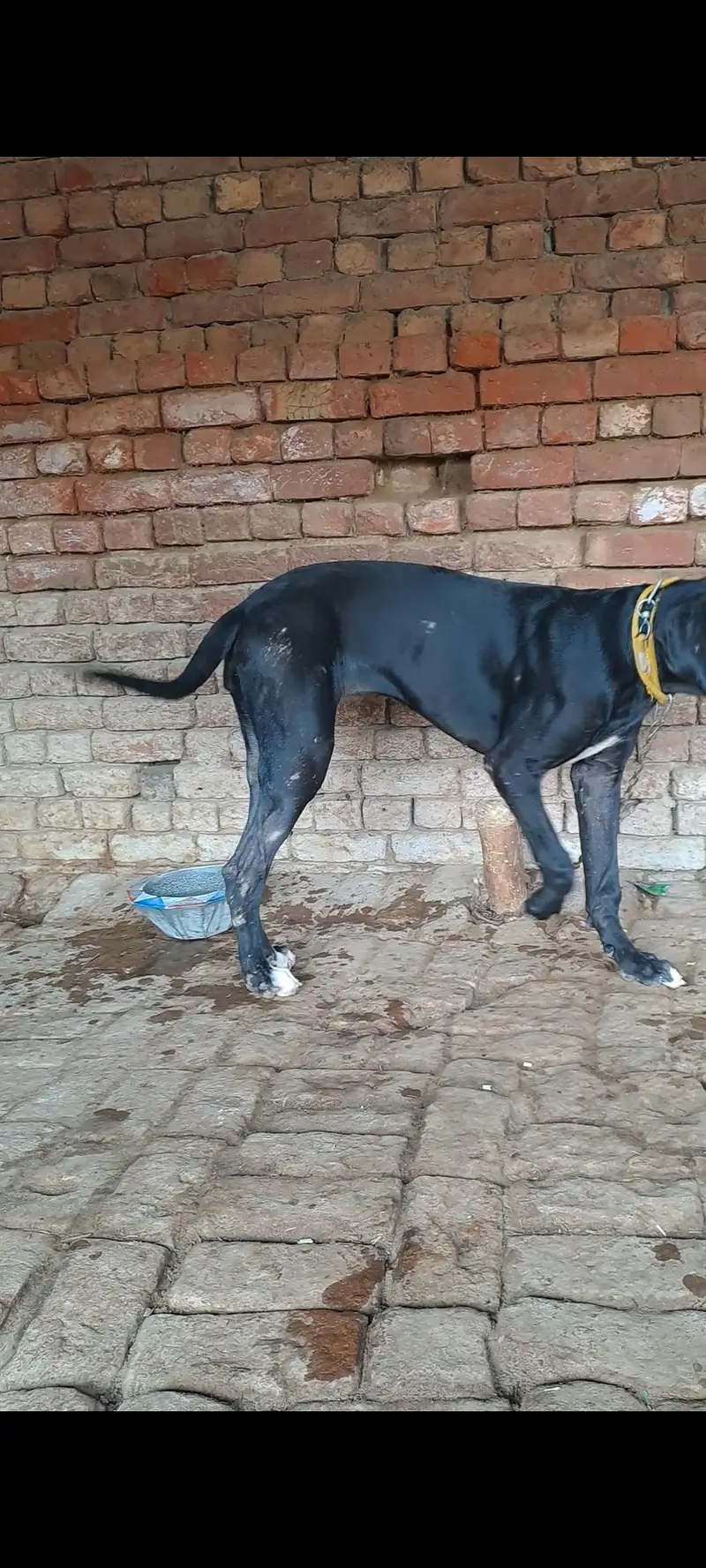 PURE Bully bigh size 30inch abi age 6 months ha — photo 3