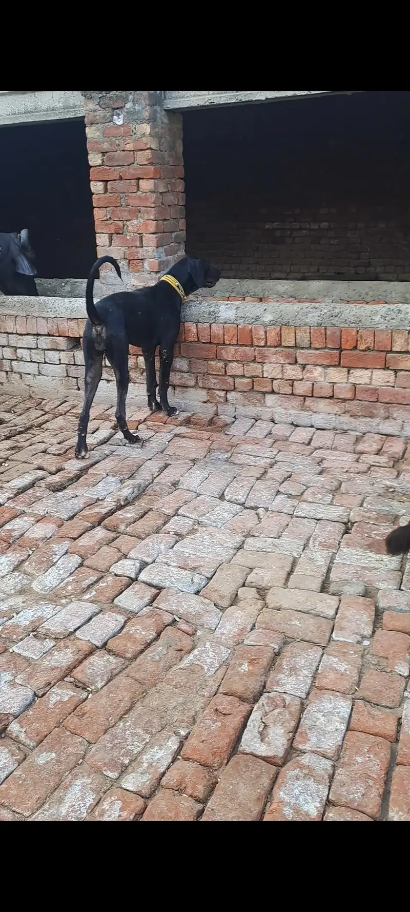 PURE Bully bigh size 30inch abi age 6 months ha — photo 4