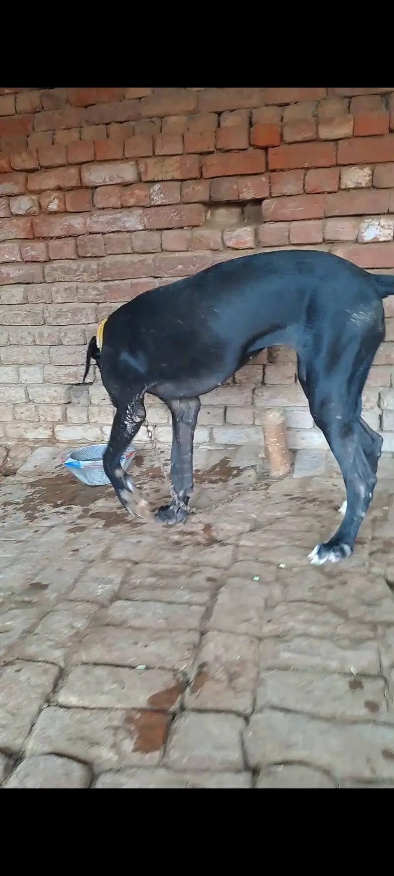 PURE Bully bigh size 30inch abi age 6 months ha — photo 5