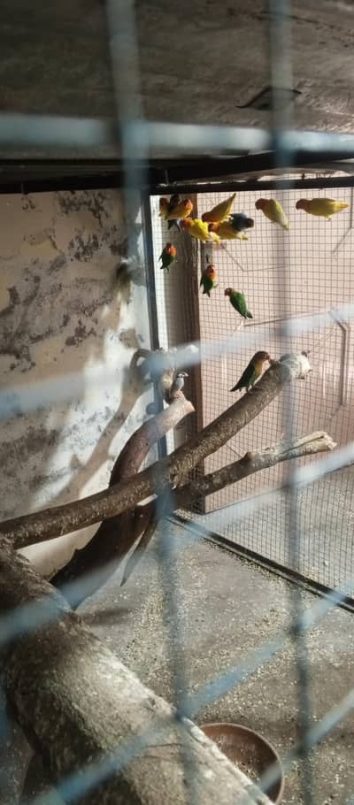 total breeder pair yellow white green and blue