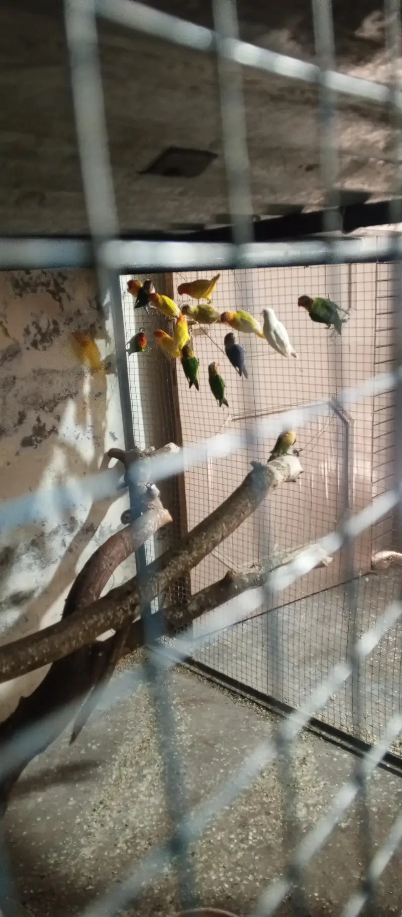 total breeder pair yellow white green and blue — photo 4
