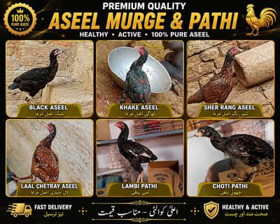 Pure Aseel Hens For Sale | 1 Year Age | Healthy & Active | sukkur