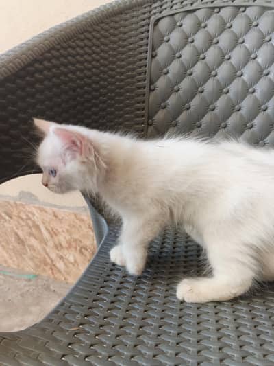 White Persian Kittens double coat for Sale