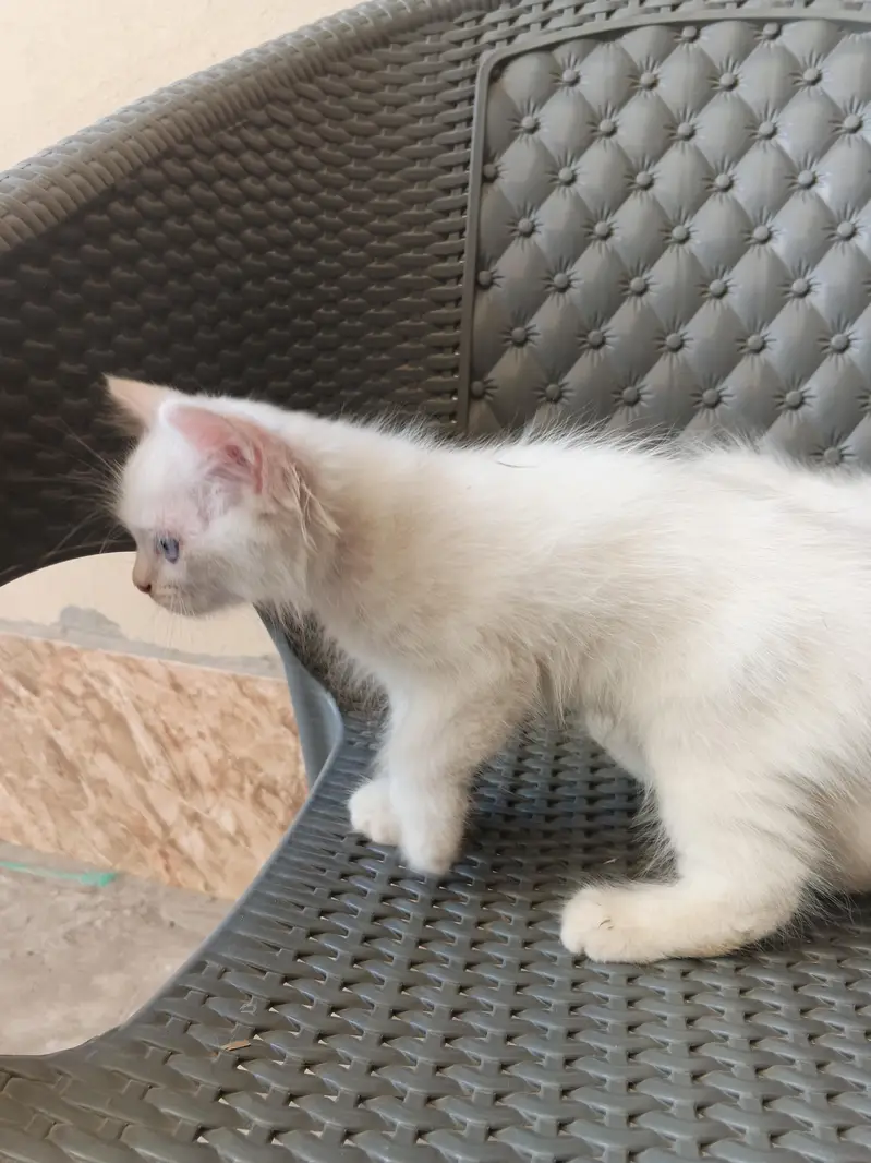2 White Persian Kittens double coat for Sale