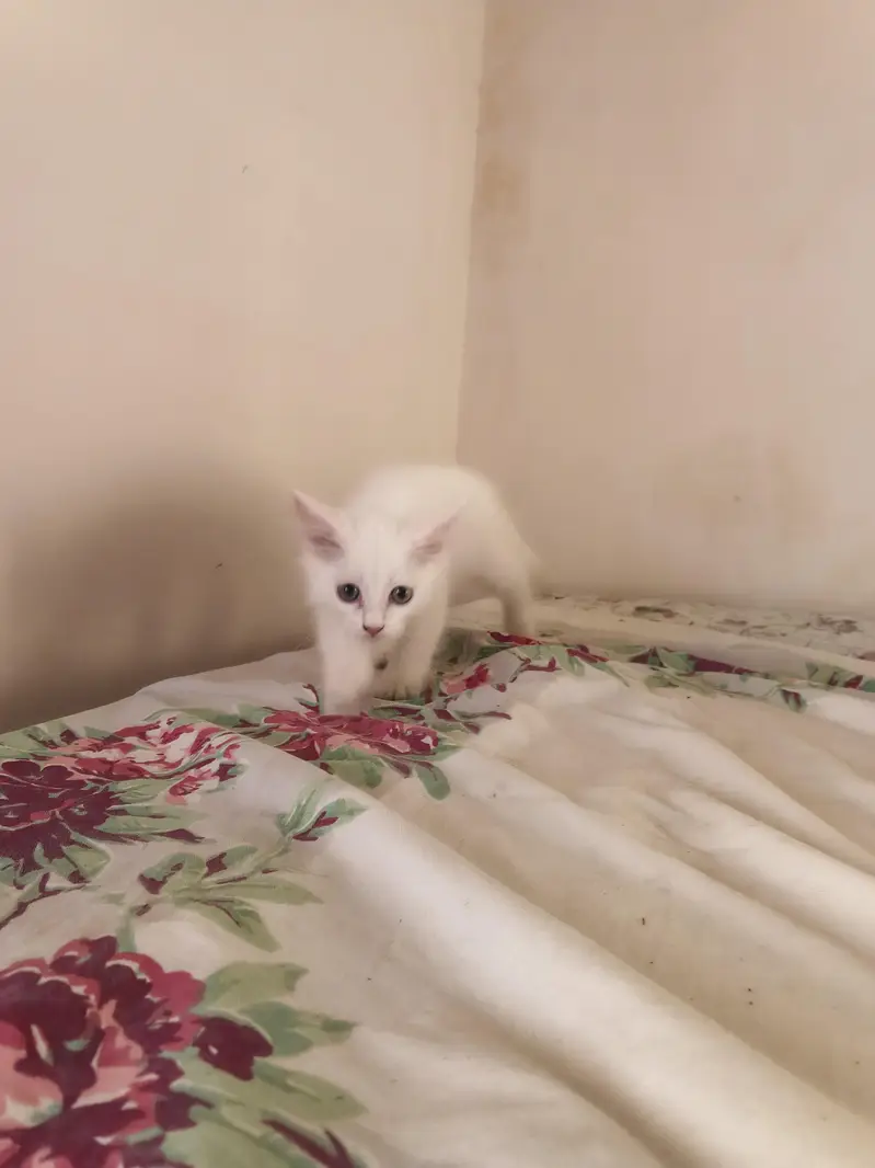 2 White Persian Kittens double coat for Sale — photo 2