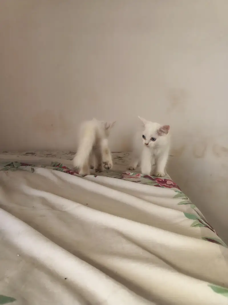 2 White Persian Kittens double coat for Sale — photo 3