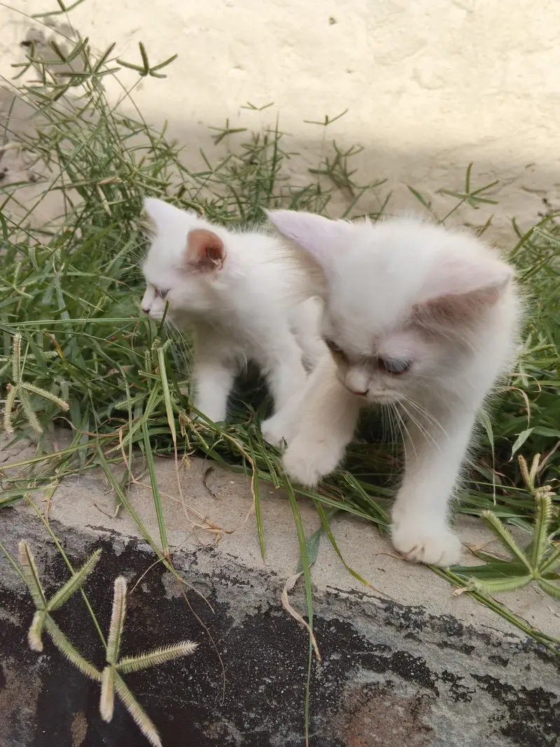2 White Persian Kittens double coat for Sale — photo 4
