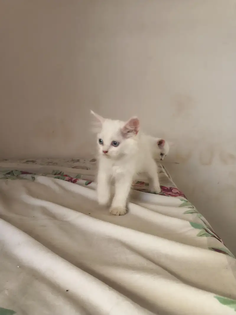 2 White Persian Kittens double coat for Sale — photo 5