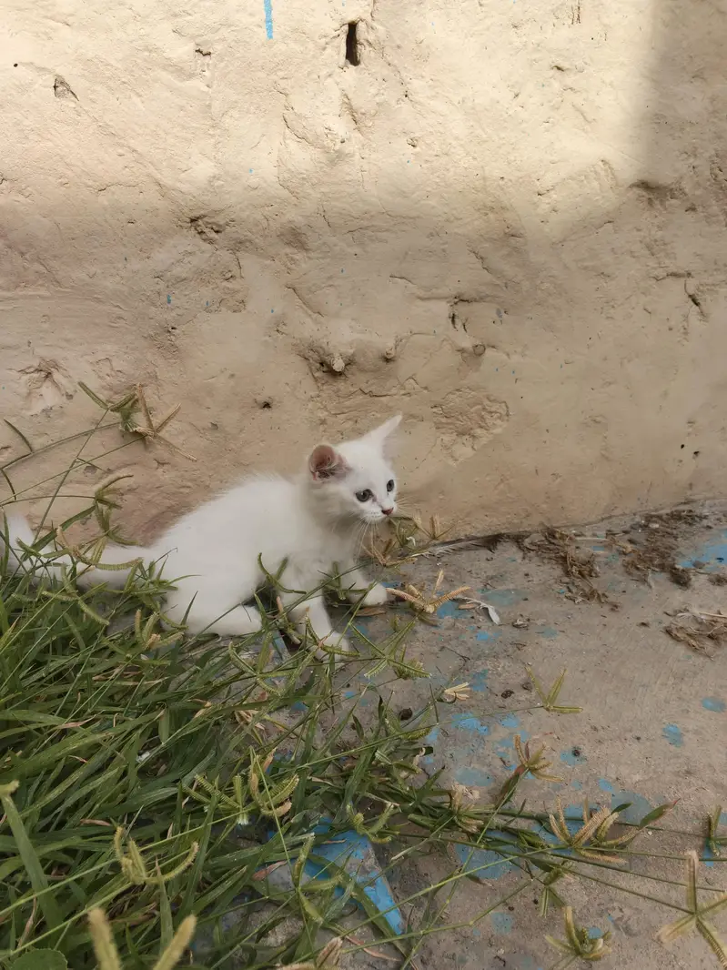 2 White Persian Kittens double coat for Sale — photo 6