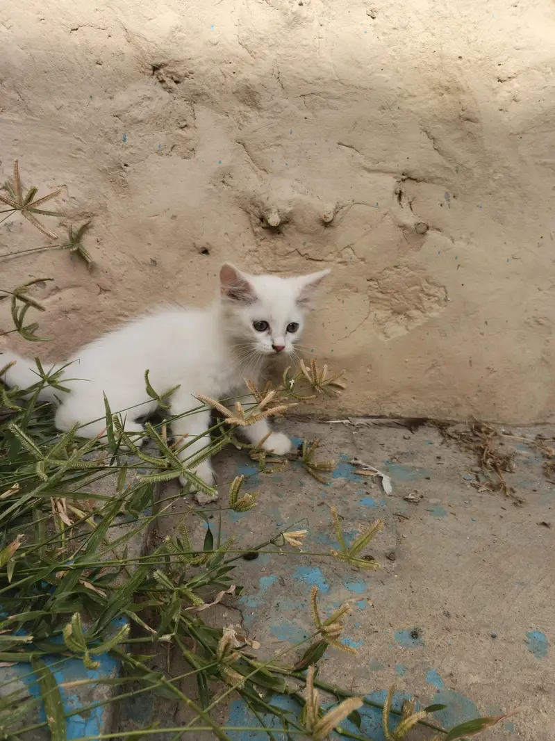 2 White Persian Kittens double coat for Sale — photo 7