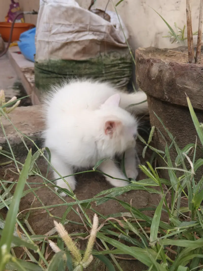 2 White Persian Kittens double coat for Sale — photo 8