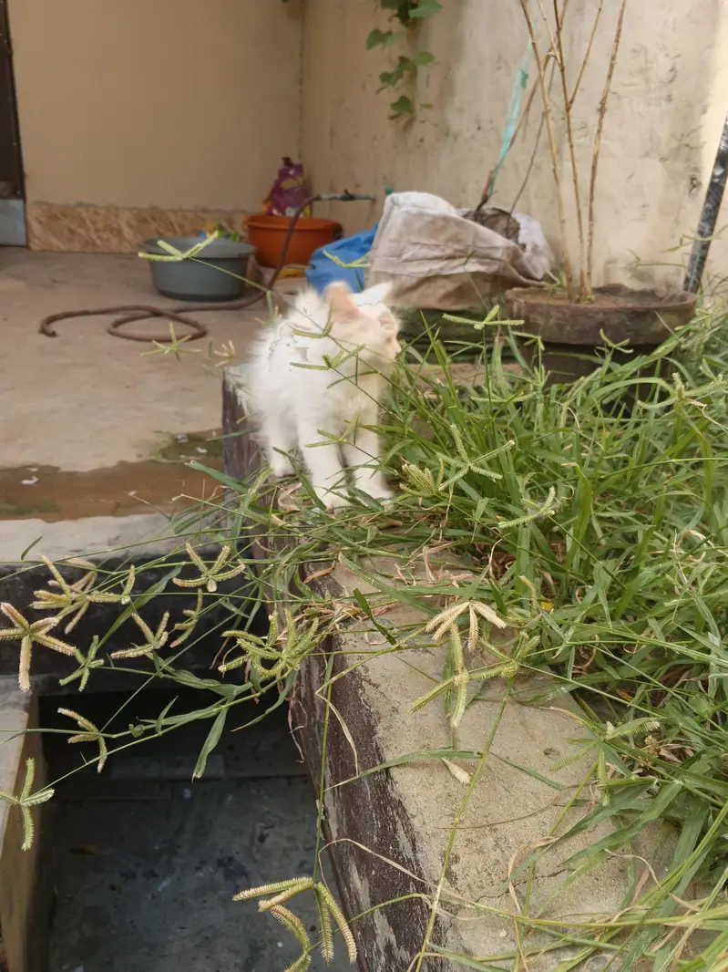 2 White Persian Kittens double coat for Sale — photo 9